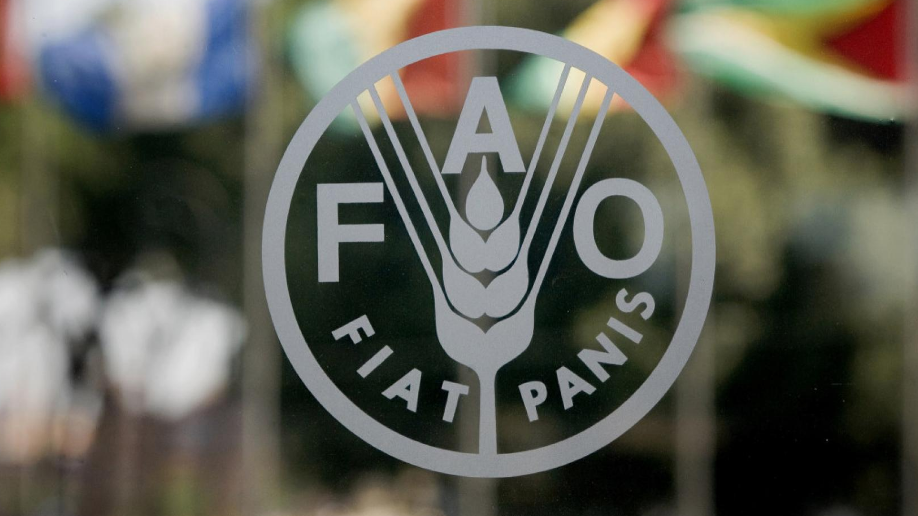 FAO impulsa el uso de datos e innovación para reducir las enfermedades transmitidas por alimentos